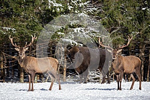 Two Red Deer And One European Bison Wisent . Two Males Of A Red Deer In Focus And Large Brown Bison Behind Them Out Of Focus