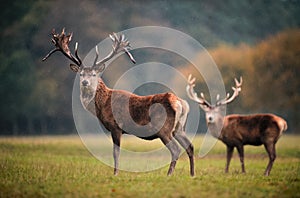 Two Red Deer Stags in Autumn Rain