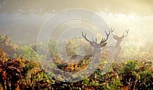 Two Red deer stags in the bracken