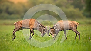 Two red deer stags fighting against each other using antlers and pushing hard