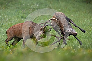 Two red deer stags fighting angrily in a green meadow in autumn nature