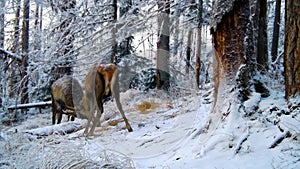 Two red deer stags fighting on snow in winter forest
