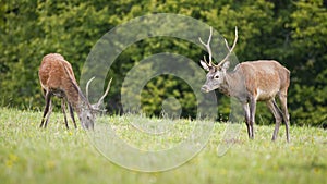 Two red deer stags grazing on green meadow in nature