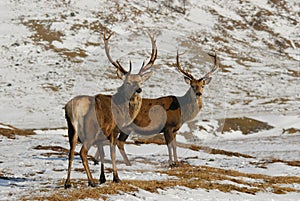 Two Red Deer Stags Highlands Scotland