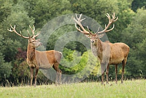 Two red deers during autumn rut