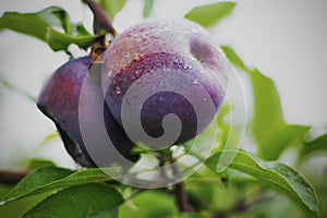 Two red delicious apples ready to be picked