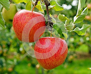 Two Red Delicious Apples on Tree