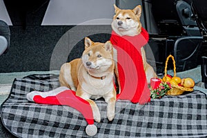 Two red dogs, Japanese Laika, Siba-inu breed, dressed for Christmas. Concept meeting New Years