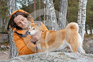 Two red dogs, Japanese Laika, Siba-inu breed, are wearing a red scarf, a symbol of Christmas. Concept meeting New Year