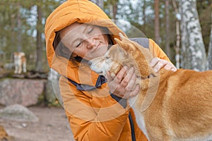 Two red dogs, Japanese Laika, Siba-inu breed, are wearing a red scarf, a symbol of Christmas. Concept meeting New Year