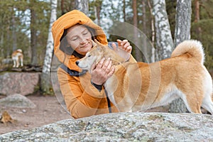 Two red dogs, Japanese Laika, Siba-inu breed, are wearing a red scarf, a symbol of Christmas. Concept meeting New Year