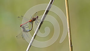 Two red dragonfly laid on the grass