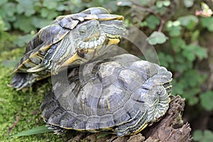 Two red eared slider tortoises are basking on the moss-covered ground on the riverbank.