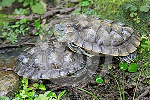 Two red eared slider tortoises are basking on the moss-covered ground on the riverbank.
