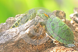 Two red eared slider tortoises are sunbathing in the bush before starting their daily activities.