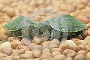 Two red eared slider tortoises are sunbathing in the bush before starting their daily activities.