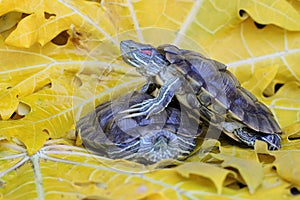 Two red eared slider tortoises are sunbathing in the bush before starting their daily activities.