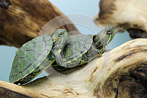 Two red eared slider tortoises are sunbathing on the shells of dead hermit crabs before starting their daily activities.