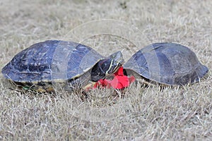 Two red eared slider tortoises are sunbathing before starting their daily activities.