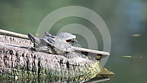 Two Red eared slider turtles Trachemys scripta elegans resting in the summer sunlight