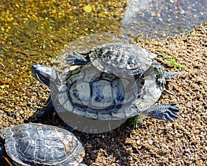 Two Red Eared Terrapin Trachemys scripta elegans turtles sit on top. A small reptile climbed onto a large, turtles in nature