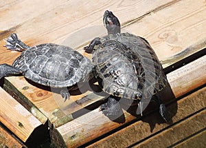Two Red-eared Turtles are basking in the sun