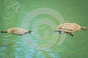 Two red-eared turtles swim in the pond with turquoise water. Red-eared slider, Trachemys scripta elegans