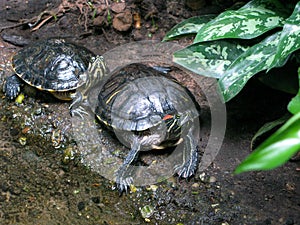 Two red-eared turtles Trachemys scripta on the shore of a reservoir close-up.