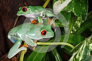 Two red eyed tree frogs playing betweens plants in the terrarium