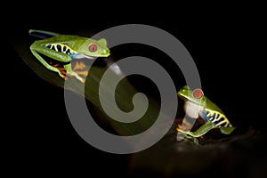 Two red eyed tree frogs resting on leafs in a night in  costa rica