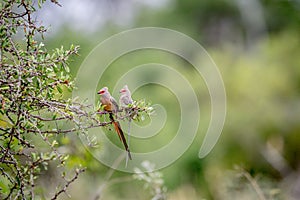 Two Red-faced mousebirds sitting on a branch.