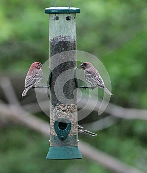 Two Red Finches on Bird Feeder