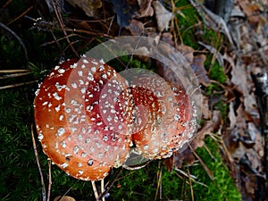 Two red fly agarics in green moss
