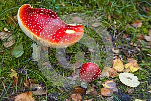 Two red fly agarics with white dots on a green forest lawn