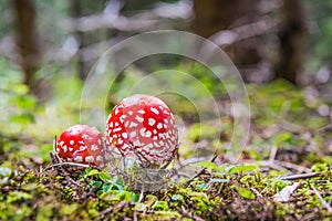 Two red fly amanita in the forest