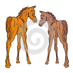 Two red foals  of the Arabian horse breed on a white background.