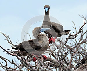 Two red footed boobies in a tree