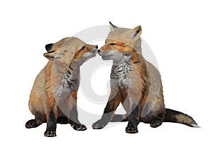 Two red fox cubs lovingly lick each other. Illustration on white background