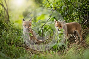 Two red fox looking to the camera in forest in spring