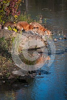 Two Red Fox Vulpes vulpes Lean Out on Rock Autumn