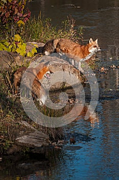 Two Red Fox Vulpes vulpes Stand on Shoreline Autumn