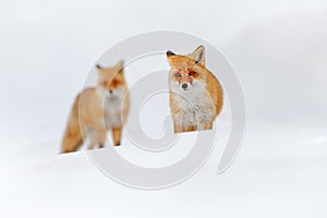 Two red fox in white snow. Beautiful orange coat animal nature. Wildlife Europe. Detail close-up portrait of nice fox. Cold winter