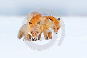 Two red fox in white snow. Cold winter with orange fur fox. Hunting animal in the snowy meadow, Japan. Beautiful orange coat anima