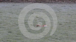 Two red foxes frolicking in the frost, in a field