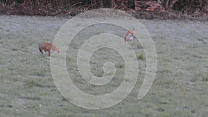 Two red foxes playing in the frost, in a field