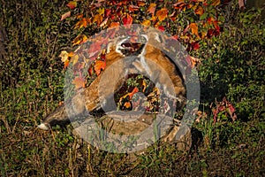 Two Red Foxes Vulpes vulpes Fight Atop Rock Autumn