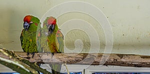 Two red fronted macaw parrots sitting close together on a branch, tropical and critically endangered birds from Bolivia