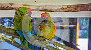 Two red fronted macaw parrots sitting together on a branch, tropical and critically endangered birds from Bolivia