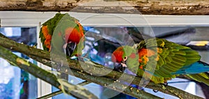 Two red fronted macaw parrots walking over a branch using their beaks, tropical and critically endangered birds from Bolivia