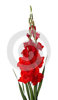Two red gladioluses isolated on white background